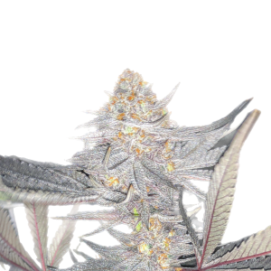 Da Skreets White Label – Fancy Pantz (Feminized) - Image 2