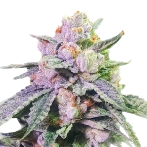 Da Skreets White Label – Jahblaken (Feminized) - Image 2