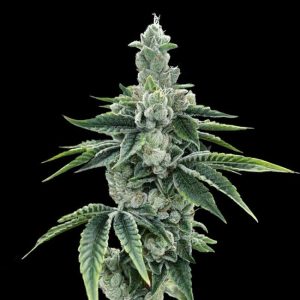 DNA Genetics – Recon 2.0 (Feminized)