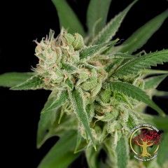 DNA Genetics – Sour Banana Sherbet (Regular M/F)