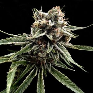 DNA Genetics – Sour Strawberries (Crockett Family Farms) (Regular M/F)