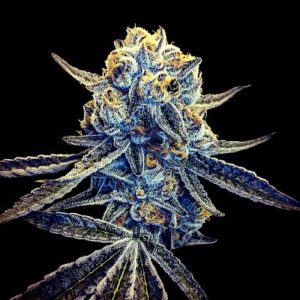 DNA Genetics – Tangieland (Crockett Family Farms) (Regular M/F)