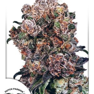 Dutch Passion – Blueberry (Feminized)