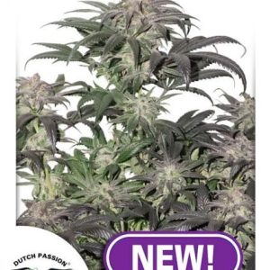 Dutch Passion – Bubba Island Kush (Feminized)