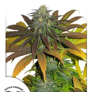 Dutch Passion – Californian Orange (Feminized)