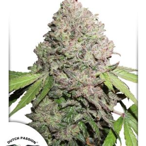 Dutch Passion – Charlotte’s Angel CBD (Feminized)