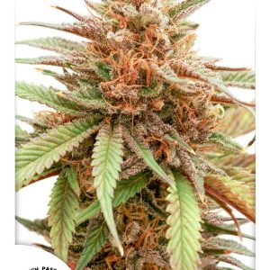 Dutch Passion – Durban Dew (Feminized)