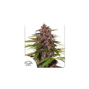 Dutch Passion – Forbidden Cherry Auto (Autoflower)