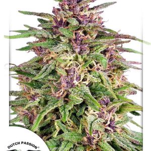 Dutch Passion – Frisian Dew (Feminized)