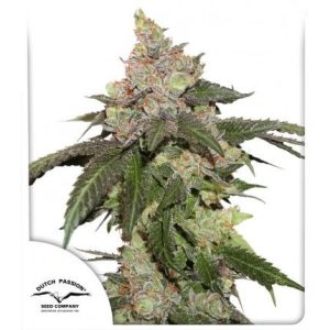 Dutch Passion – Kerosene Krash (Feminized)