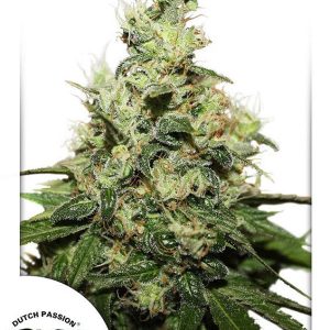 Dutch Passion – Kush CBD (Feminized)