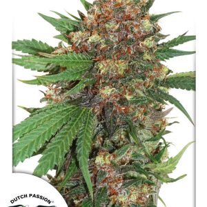 Dutch Passion – Master Kush (Feminized)