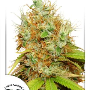 Dutch Passion – Mazar (Feminized)