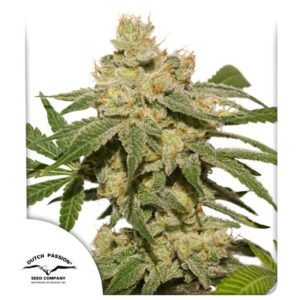 Dutch Passion – Oh My Gusher Auto (Autoflower)