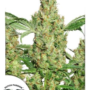Dutch Passion – Power Plant (Feminized)