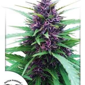Dutch Passion – Shaman (Feminized)