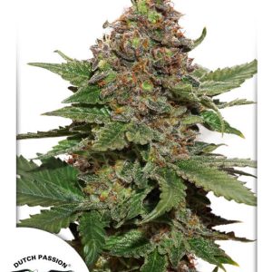 Dutch Passion – Strawberry Cough (Feminized)