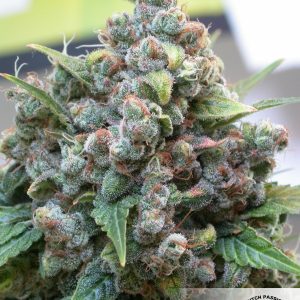Dutch Passion – White Widow (Feminized)