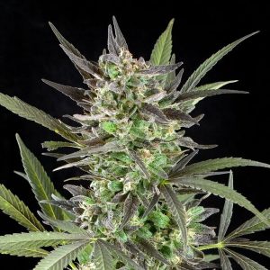 G13 Labs – Blue Venom (Feminized)