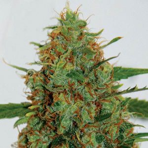 G13 Labs – C99 (Feminized)