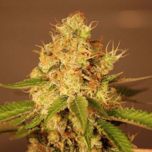 G13 Labs – Diesel Auto (Autoflower)