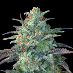 G13 Labs – Eggnog OG (Feminized)