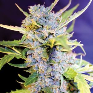 G13 Labs – Fro-Yo Auto (Autoflower)