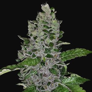 G13 Labs – Frozen Afghan Mintz (Feminized)
