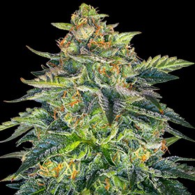 G13 Labs – London Cream Cake Auto (Autoflower)