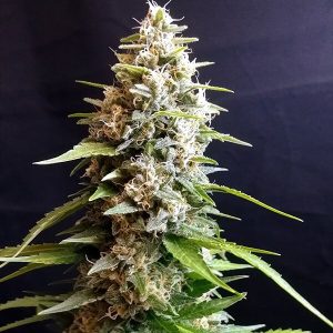 G13 Labs – Maltezerz (Feminized)