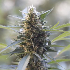 G13 Labs – Northern Lights x Skunk (Feminized)