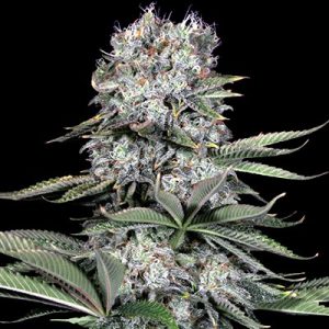 G13 Labs – Runtz 13 (Feminized)