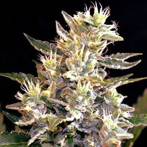 G13 Labs – Sunset Vibes Auto (Autoflower)