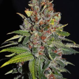 G13 Labs – Tropical Punch (Feminized)