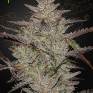 Greenhouse Seed Co. – Alienz Auto (Autoflower) - Image 2