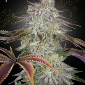 Greenhouse Seed Co. – AlienZ (Feminized) - Image 2