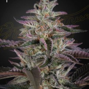 Greenhouse Seed Co. – Banana Krumble (Feminized) - Image 2