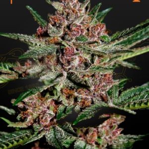 Greenhouse Seed Co. – Bubba Kush (Feminized) - Image 2