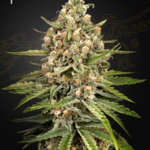 Greenhouse Seed Co. – Bubba Slush (Feminized) - Image 2
