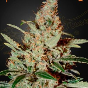 Greenhouse Seed Co. – Chem Dog (Feminized) - Image 2