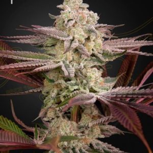 Greenhouse Seed Co. – Chemical Bride (Feminized) - Image 2