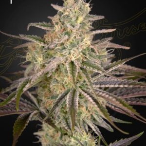 Greenhouse Seed Co. – Cloud Walker (Feminized) - Image 2