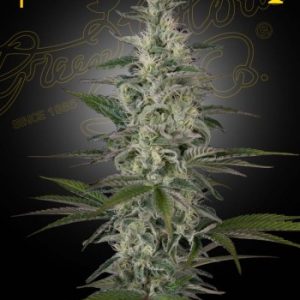 Greenhouse Seed Co. – Hawaiian Snow (Feminized) - Image 2