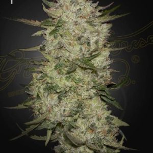 Greenhouse Seed Co. – Highcloudz Auto (Autoflower) - Image 2