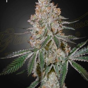 Greenhouse Seed Co. – HighCloudZ (Feminized) - Image 2