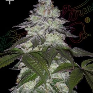 Greenhouse Seed Co. – Milky Dreams (Feminized) - Image 2