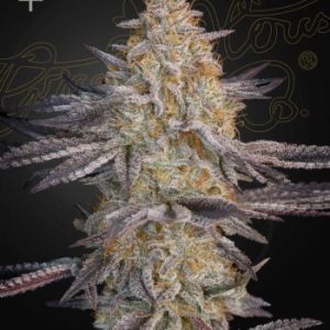 Greenhouse Seed Co. – Super Lemon Haze x RS11 (Feminized) - Image 2
