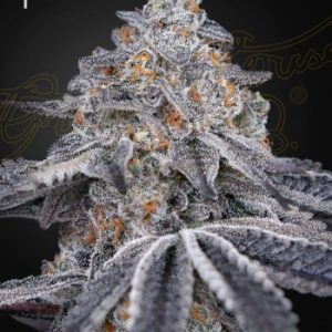 Greenhouse Seed Co. – Velvet Moon (Feminized) - Image 2