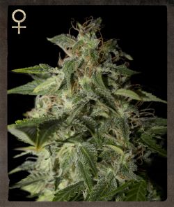 Greenhouse (Strain Hunters) – Afgooey (Feminized)