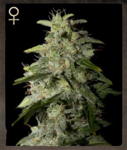 Greenhouse (Strain Hunters) – Money Maker (Feminized)